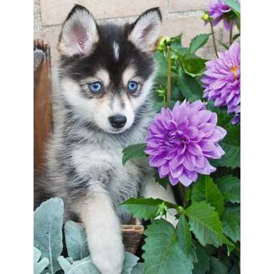 Husky (puzzle 500 pz)
